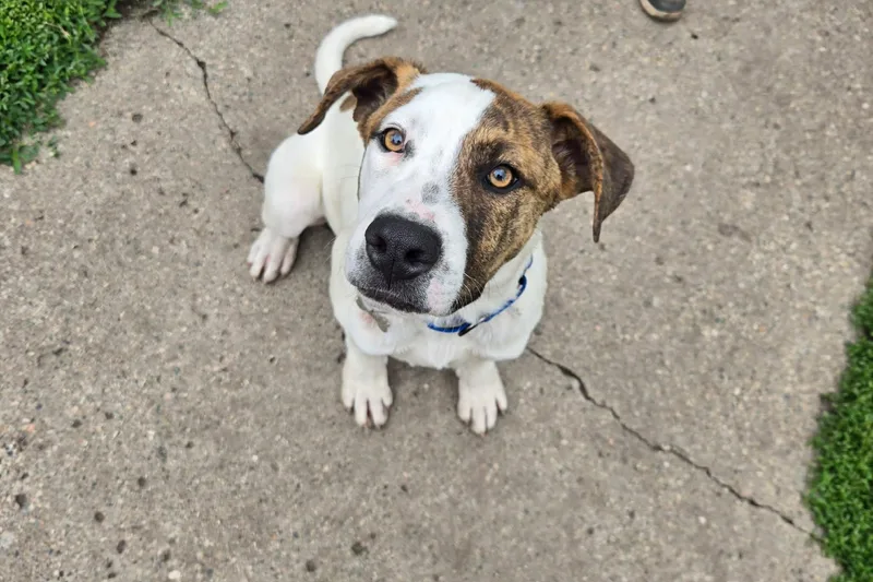 A young medium-sized male Brindle Pit Bull Terrier dog named Flash for adoption in Grand Forks, ND