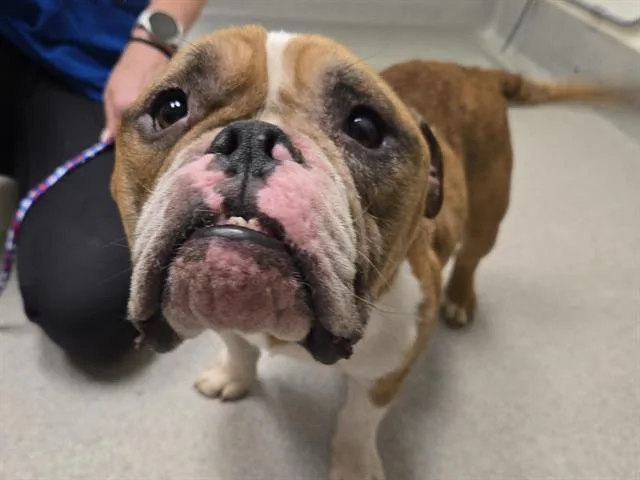 An adult medium-sized male English Bulldog dog named Han Solo for adoption in Auburn, CA