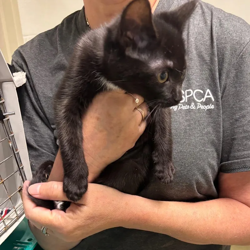 A baby small-sized female Black Domestic Short Hair cat named Bailey for adoption in Harrisonburg, VA