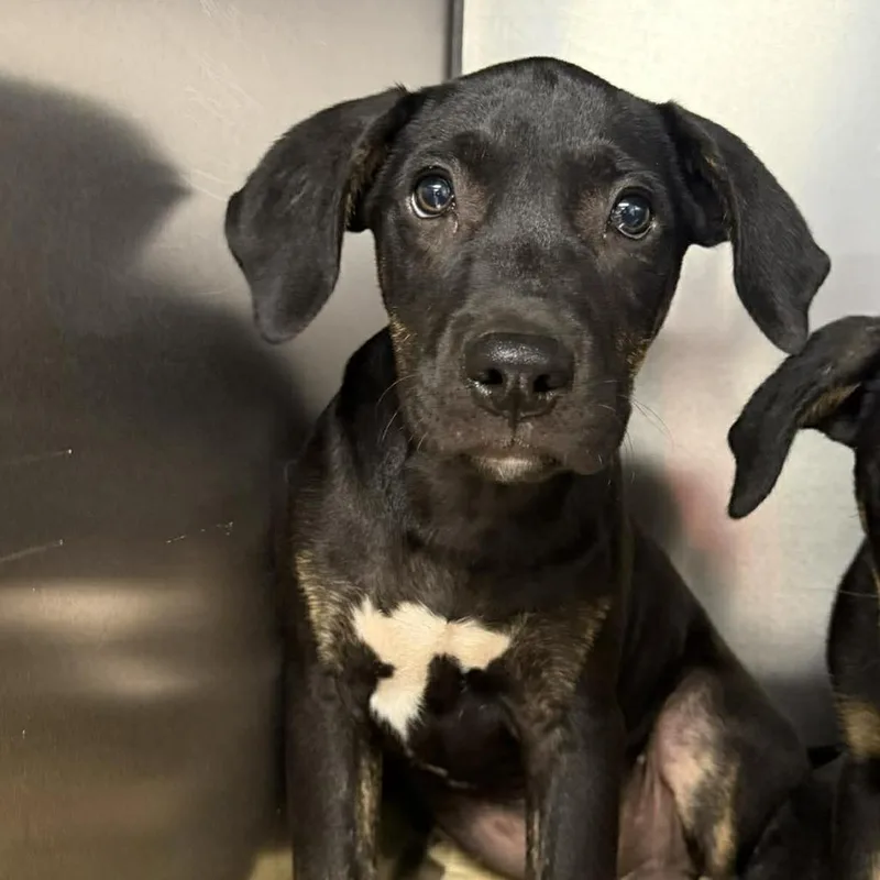 A baby large-sized male Black Hound dog named Zane for adoption in Martinsville, VA