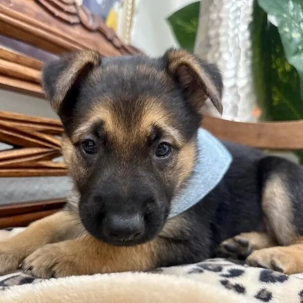 A baby medium-sized male Black German Shepherd Dog dog named Crutchie Broadway for adoption in Friendswood, TX