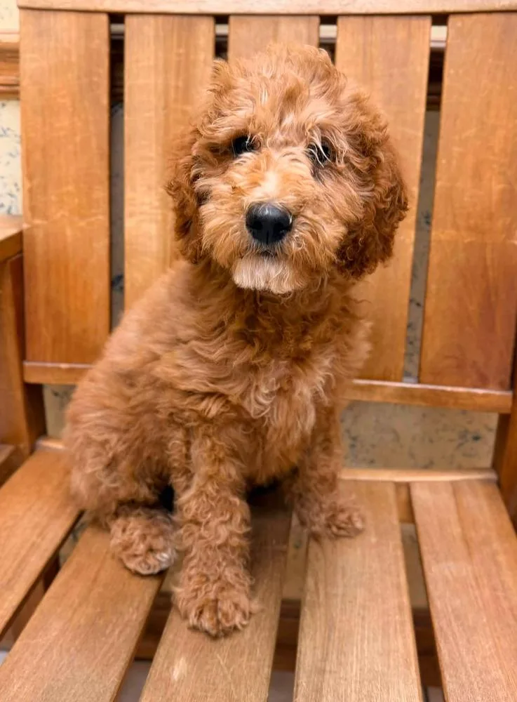 A baby medium-sized male Brown / Chocolate Goldendoodle dog named Brady for adoption in TULSA, OK