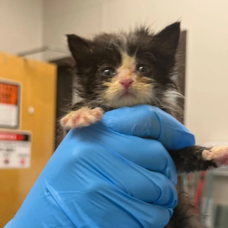 A baby small-sized male Black Domestic Short Hair cat named Def for adoption in Columbiana, AL