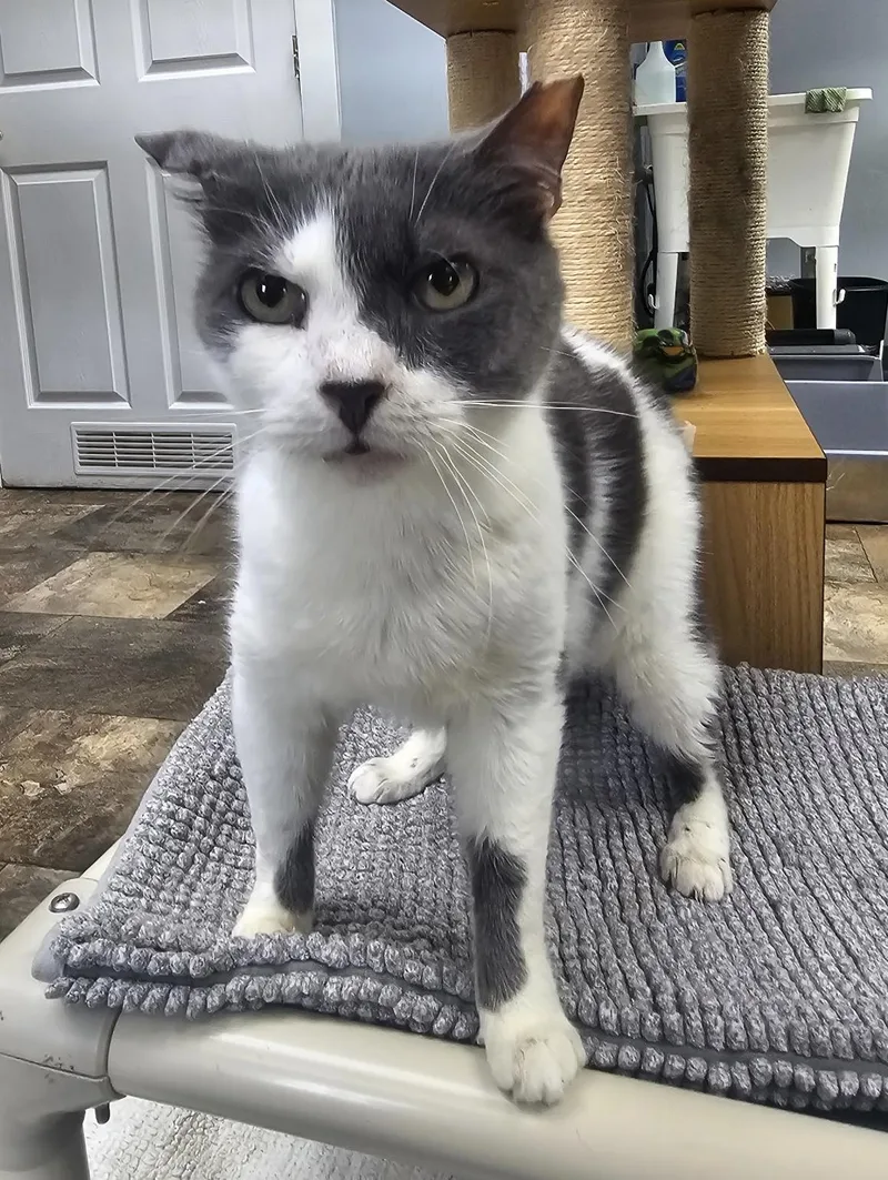 An adult medium-sized male Gray & White Domestic Short Hair cat named Colin Robinson for adoption in Breinigsville, PA