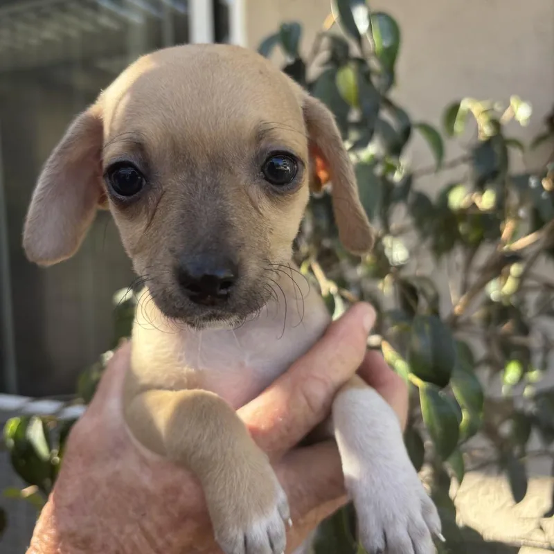 A baby small-sized female Yellow / Tan / Blond / Fawn Chihuahua dog named Chick for adoption in Oceanside, CA