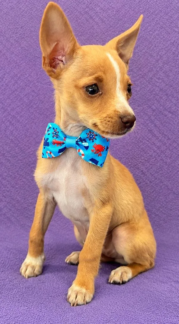 A baby small-sized male Golden Chihuahua dog named Bernie for adoption in Lodi, CA