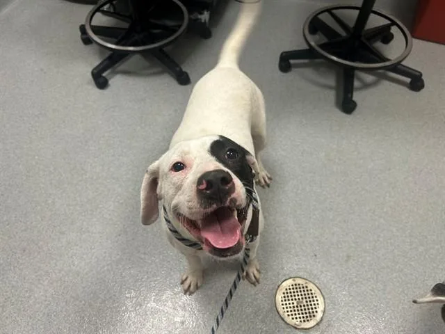 A young large-sized male Pit Bull Terrier dog named Moses for adoption in Ocala, FL