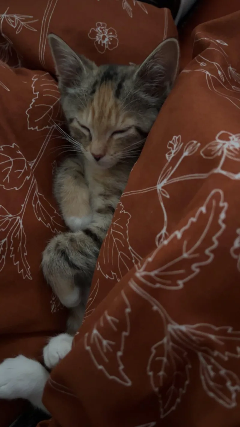 A baby small-sized female Domestic Short Hair cat named Sweet Pea for adoption in Milwaukee, WI
