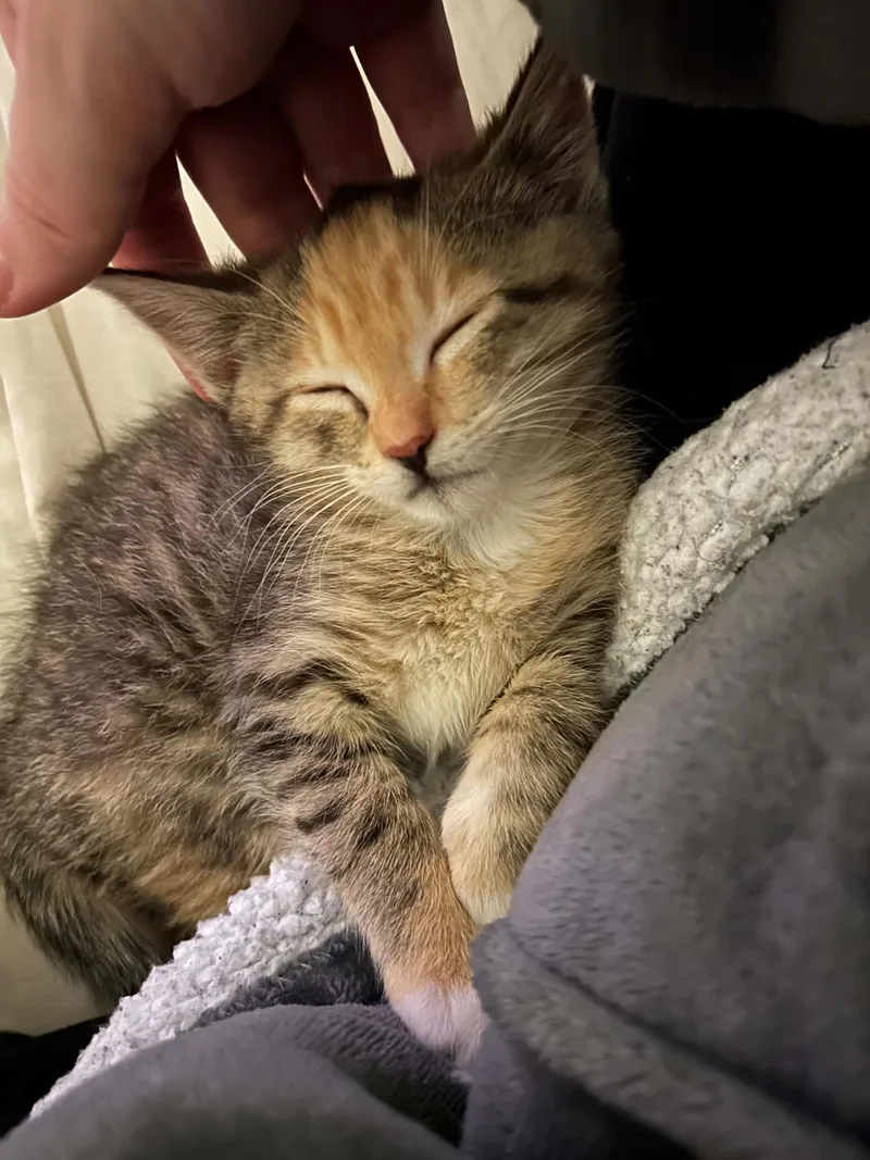Sweet Pea thumbnail 2