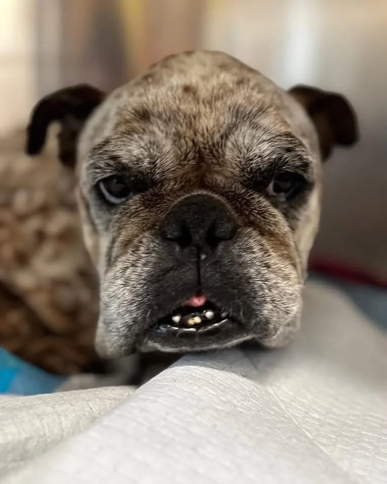 A senior medium-sized female Pit Bull Terrier dog named Patty Cake for adoption in PALM BAY, FL