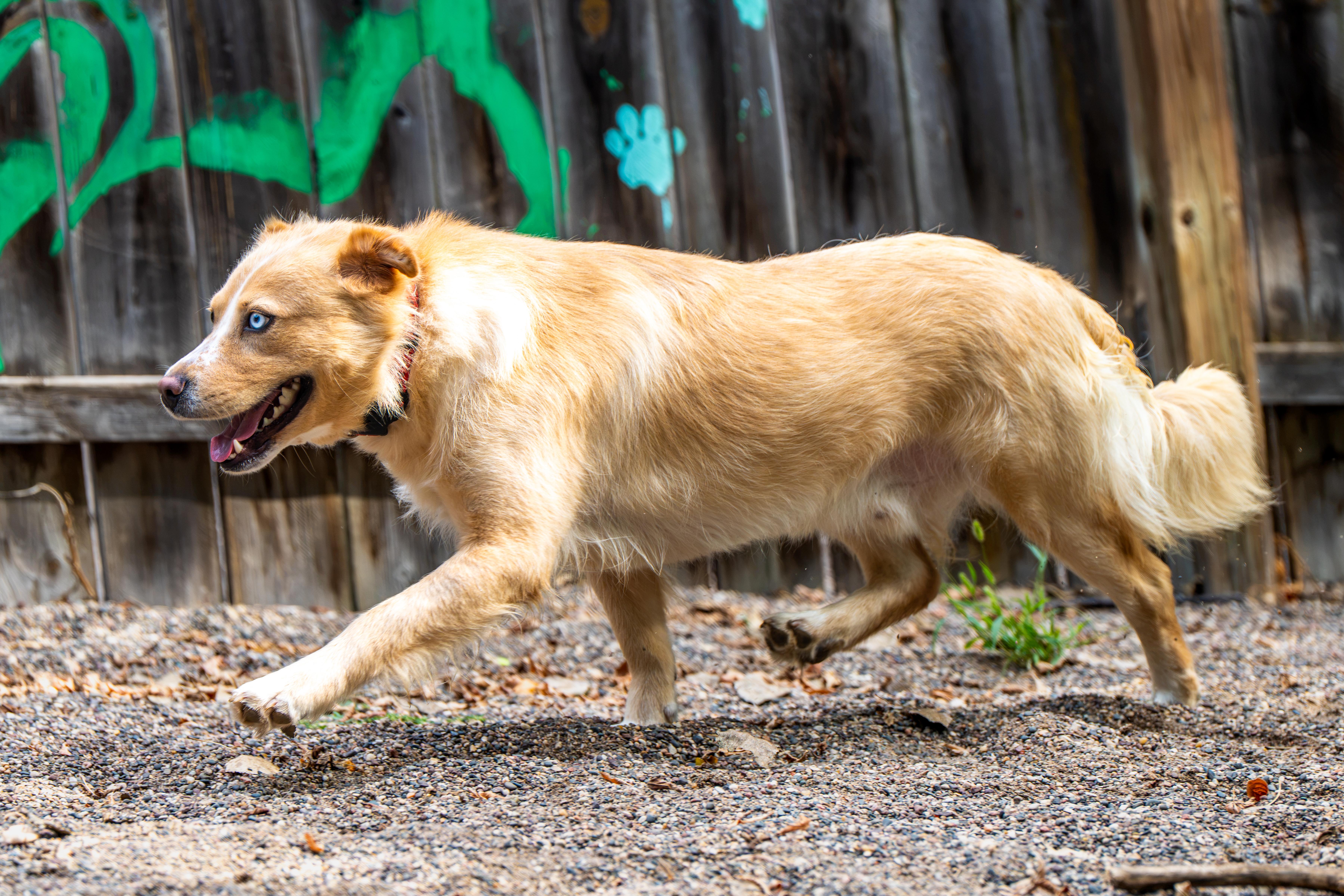 A young medium-sized male Golden Australian Shepherd dog named Georgie for adoption in Red Wing, MN