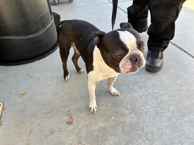An adult small-sized male Boston Terrier dog named Mugsey for adoption in Rancho Cucamonga, CA
