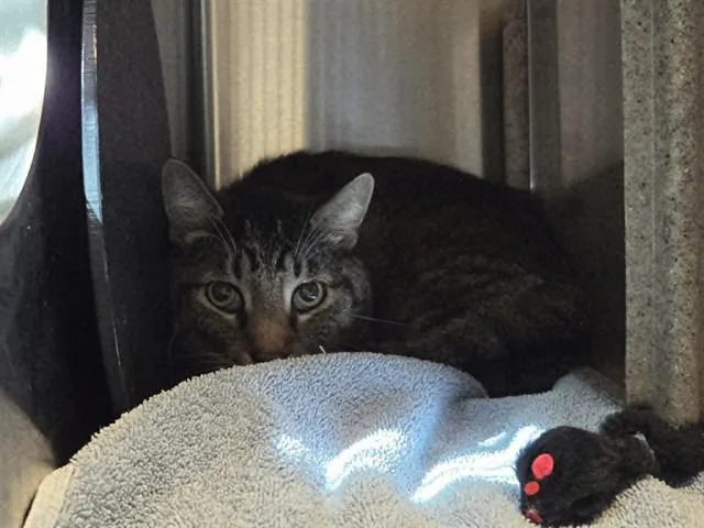 A young large-sized male Domestic Short Hair cat named Mr. Cat for adoption in Martinez, CA