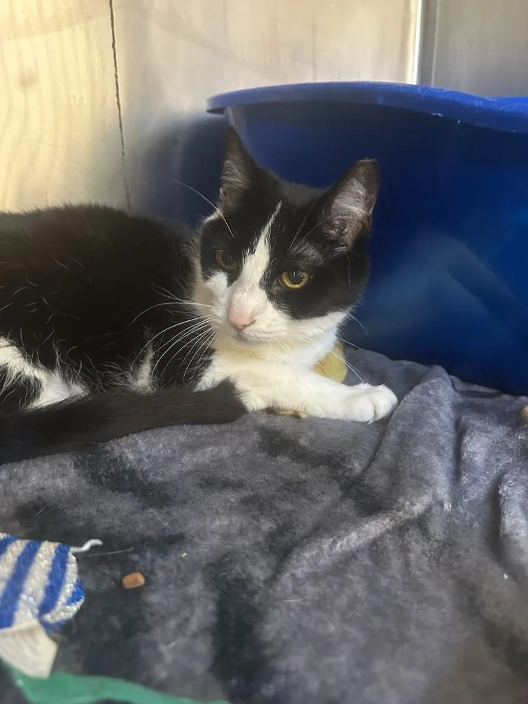 A senior medium-sized female Domestic Short Hair cat named Holly for adoption in Pomona, NY