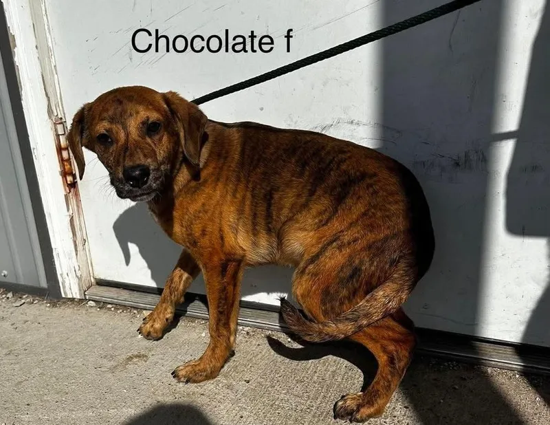 A baby small-sized female Mixed Breed dog named Chocolate for adoption in Evansville, IN