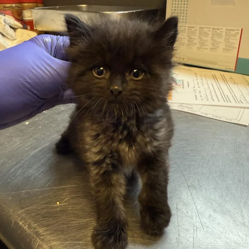 A baby small-sized female Black Domestic Medium Hair cat named Tuscstray for adoption in Tuscaloosa, AL
