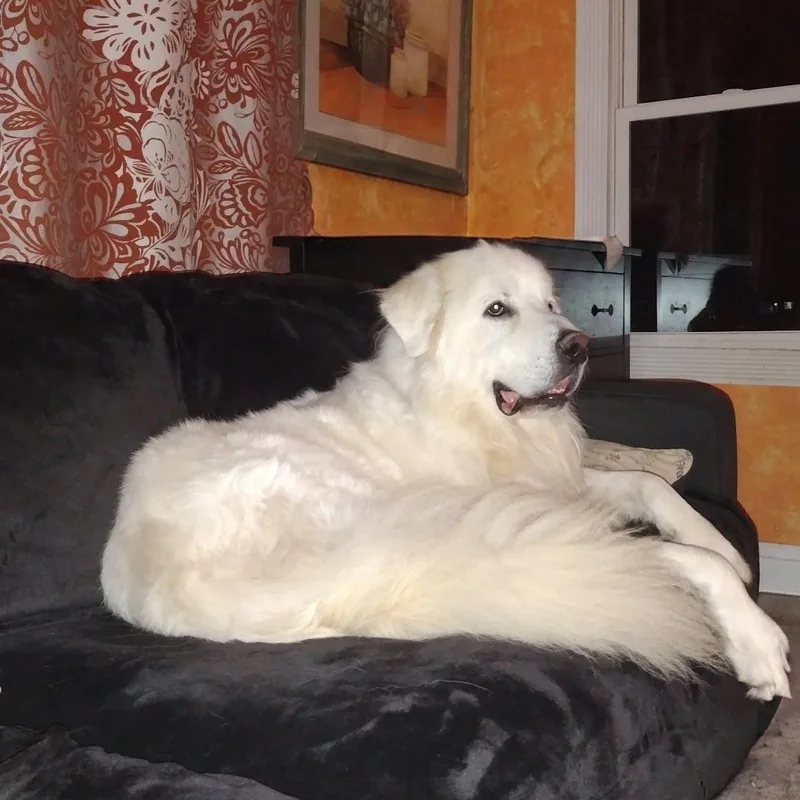An adult extra large-sized male White / Cream Great Pyrenees dog named Jax  Beautiful Boy for adoption in Indianapolis, IN