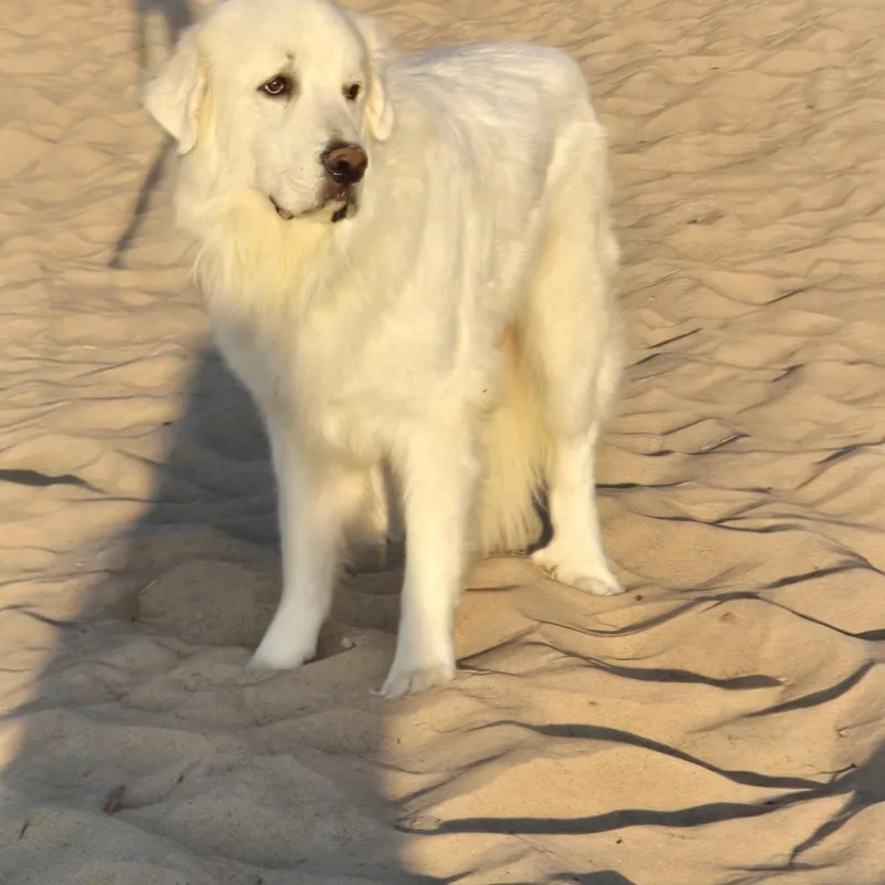 Jax  Beautiful Boy thumbnail 5