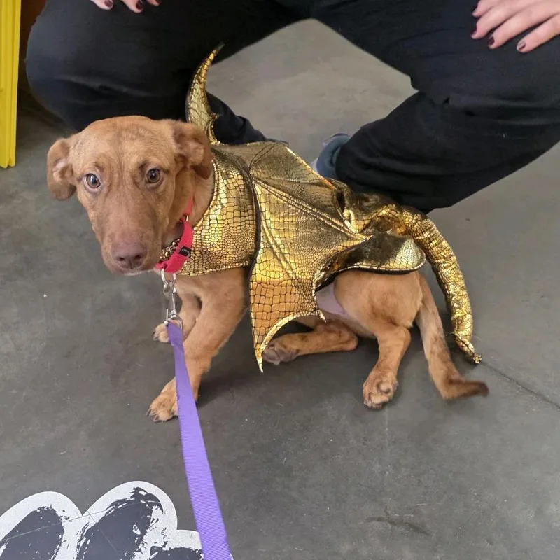 An adult small-sized female Red / Chestnut / Orange Mixed Breed dog named Annie Daynow for adoption in Pittsburgh, PA