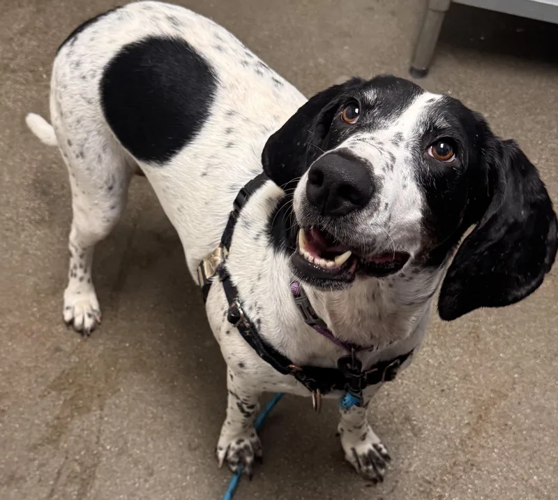 An adult large-sized female Bloodhound dog named Bella for adoption in Chico, CA