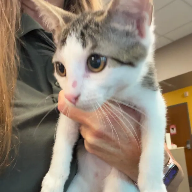 A baby small-sized female Gray / Blue / Silver Domestic Short Hair cat named Frankie for adoption in Norman, OK