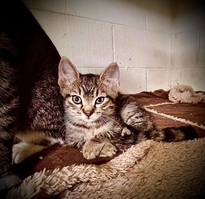 A baby small-sized male Domestic Short Hair cat named Gouda for adoption in Ada, OK