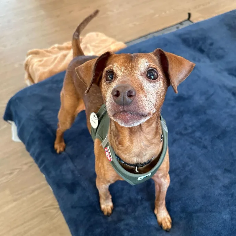 A senior small-sized male Brown / Chocolate Miniature Pinscher dog named Carter for adoption in San Francisco, CA