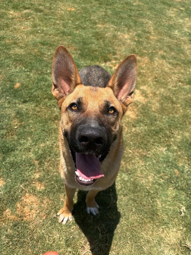 Koda