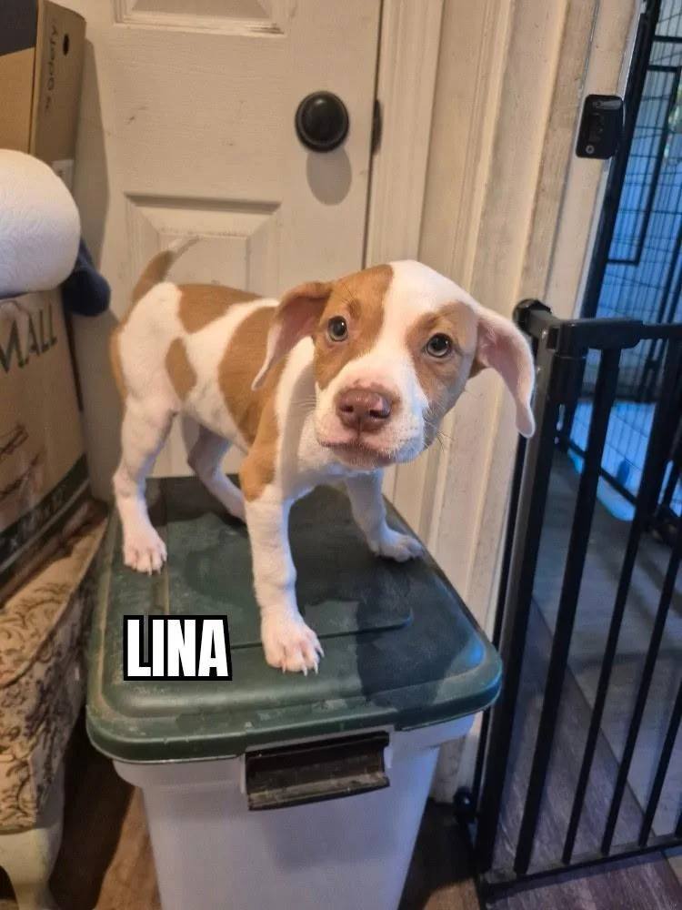 A baby medium-sized female Red / Chestnut / Orange Pit Bull Terrier dog named Lina for adoption in Olympia, WA