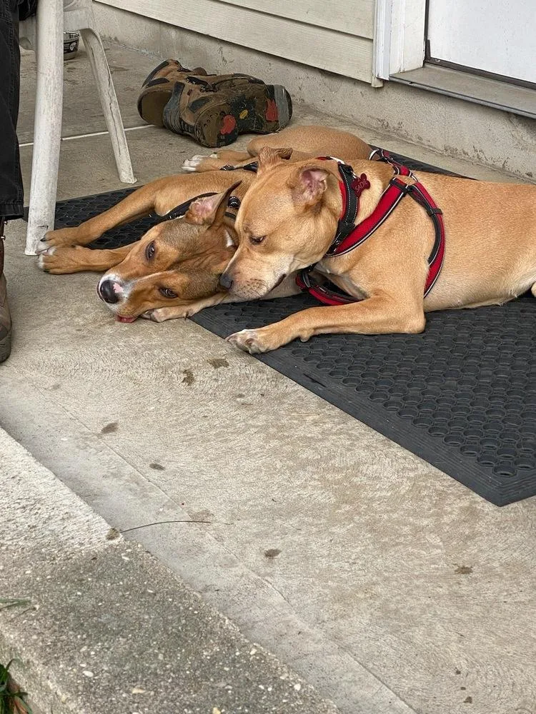 An adult medium-sized female American Staffordshire Terrier dog named Ac  Sadie for adoption in Brewster , NY