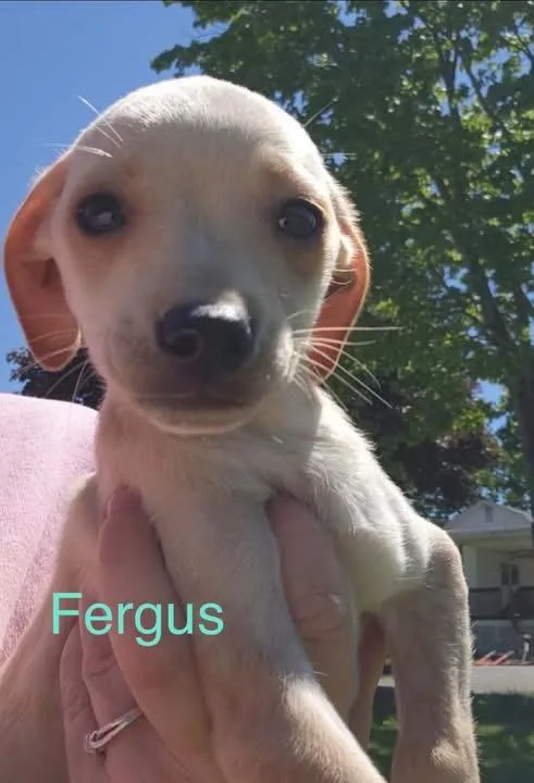 Ferguson thumbnail 2