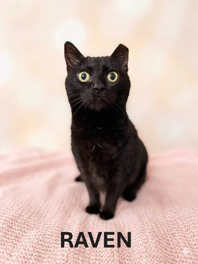 A young medium-sized female Black Domestic Short Hair cat named Raven for adoption in Harrodsburg, KY
