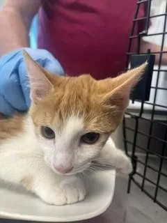 A baby small-sized male Domestic Short Hair cat named Sunny for adoption in Haw River, NC