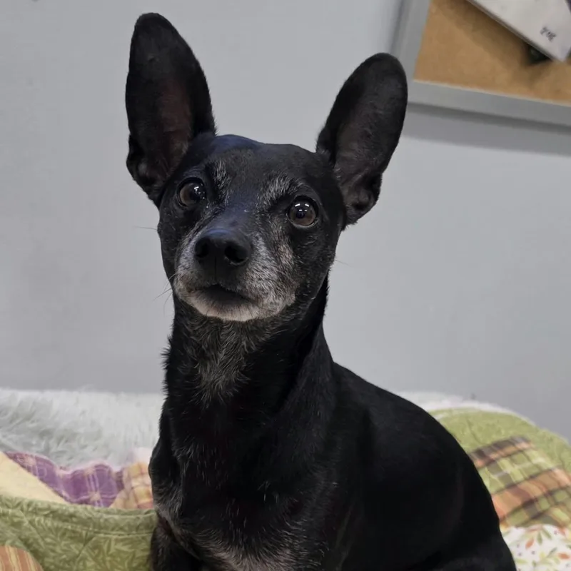 An adult small-sized male Chihuahua dog named Bruno Little Guy for adoption in Meriden, CT