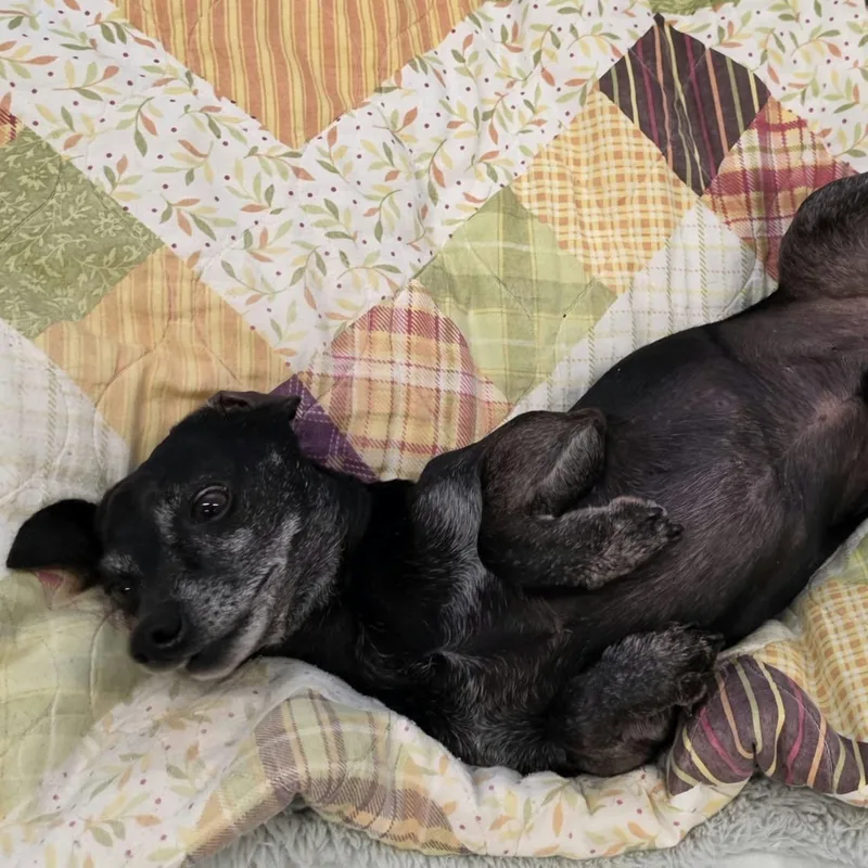 Bruno  Little Guy thumbnail 4