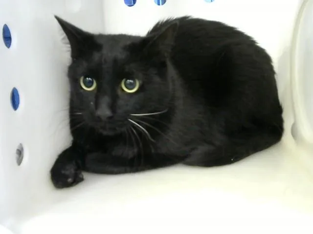 A young extra large-sized male Domestic Short Hair cat named Baxter for adoption in Albuquerque, NM