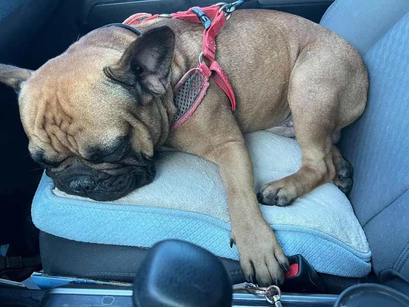 A young large-sized male French Bulldog dog named Rosco P Coltrane for adoption in Van Vleck, TX