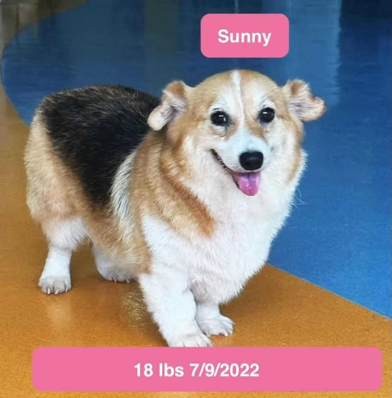 A young small-sized male Tricolor (Brown, Black, & White) Pembroke Welsh Corgi dog named Sunny for adoption in Allen, TX