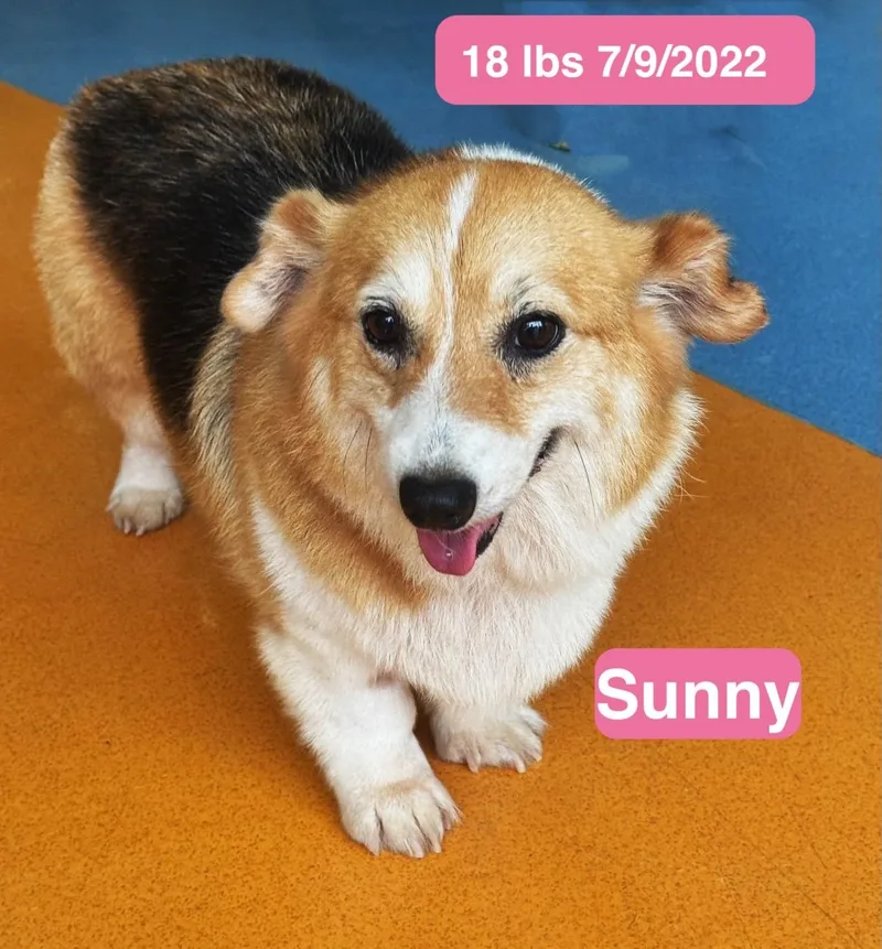 Sunny thumbnail 2