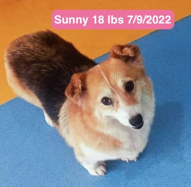 Sunny thumbnail 3