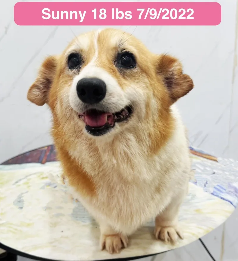 Sunny thumbnail 4