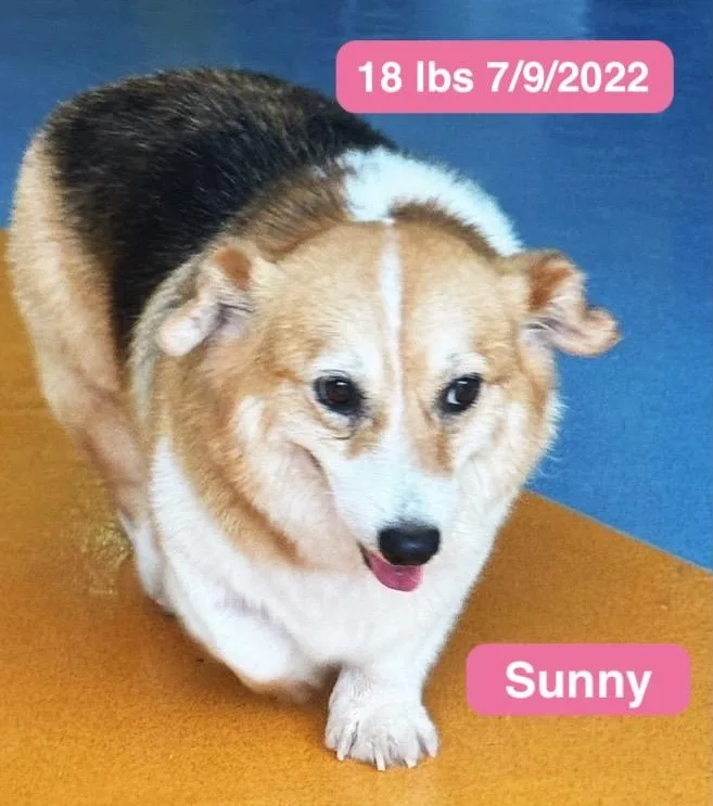 Sunny thumbnail 5