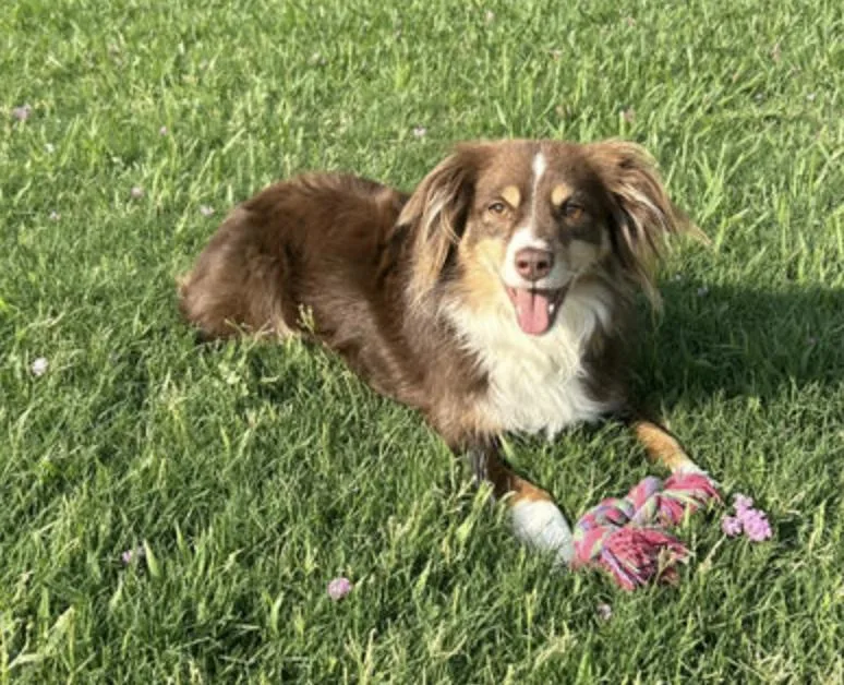 An adult medium-sized male Australian Shepherd dog named Tiger for adoption in Arlington, TX
