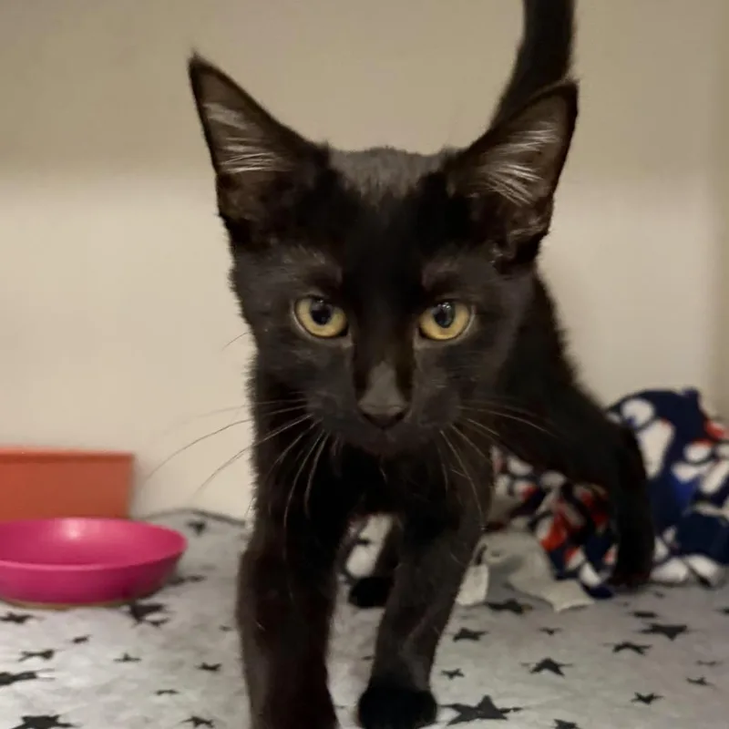 A baby small-sized female Black Domestic Short Hair cat named Faith for adoption in Zanesville, OH