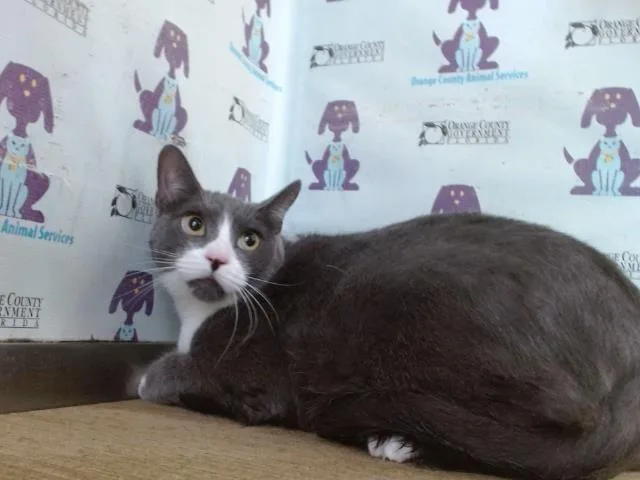 An adult large-sized female Domestic Short Hair cat named Lelalen for adoption in Orlando, FL