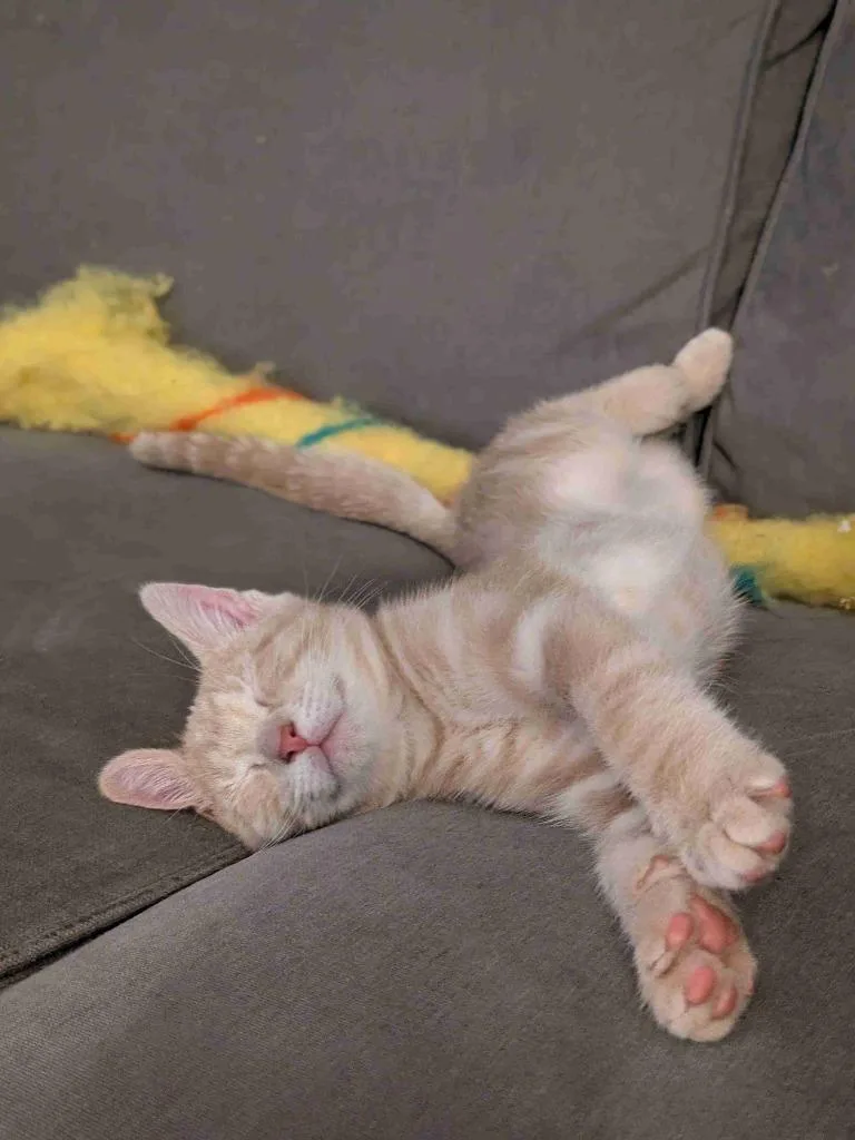 A baby small-sized male Domestic Short Hair cat named Sunburst Sunny D for adoption in Minneapolis, MN