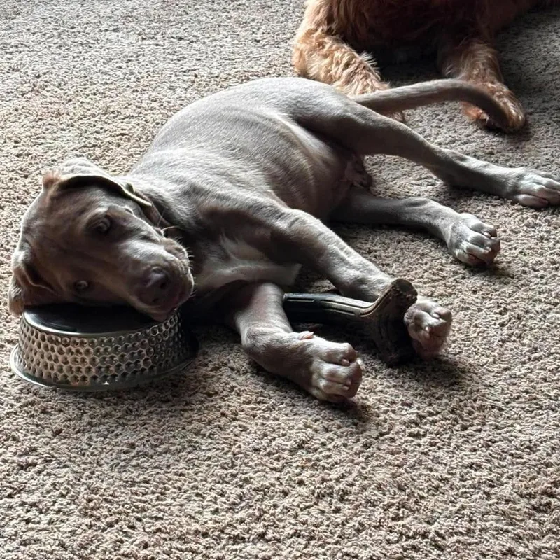 A baby medium-sized male Gray / Blue / Silver Labrador Retriever dog named Preston for adoption in Alma, WI