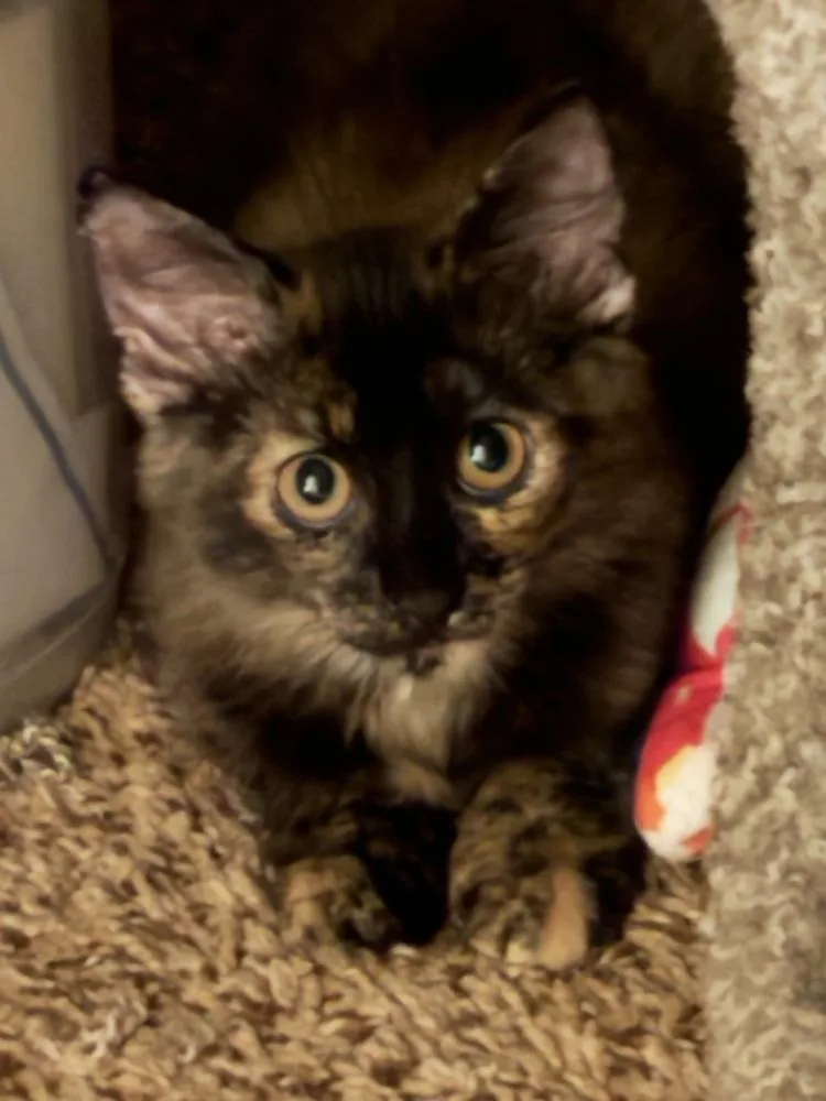 A baby small-sized female Domestic Short Hair cat named Torie for adoption in Dallas, TX