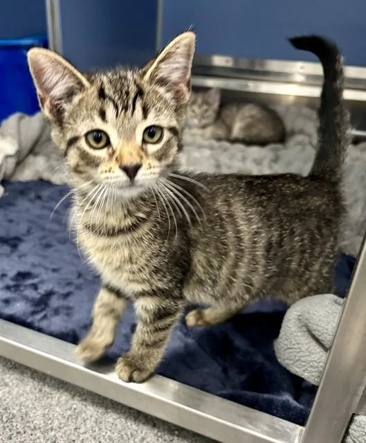 A baby small-sized female Domestic Short Hair cat named Witch for adoption in Kalamazoo, MI