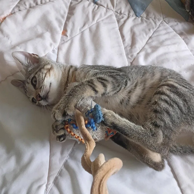 A baby medium-sized male Tabby cat named Oliver tabbyIVpack for adoption in Houston, TX